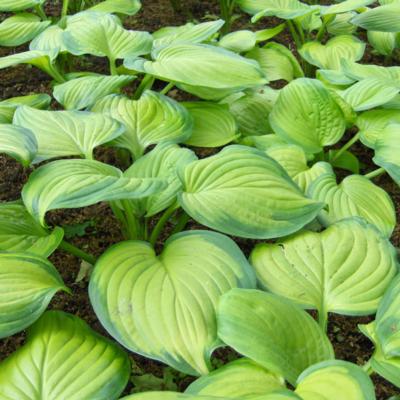 Hosta 'Guacemole'